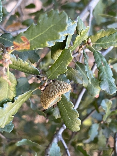 Quercus × ewanii (Ewan's Oak)
