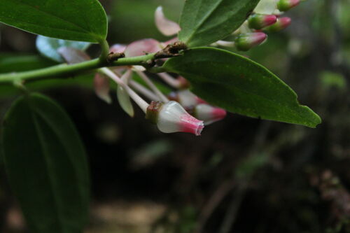 Cavendishia (alternate view 4)