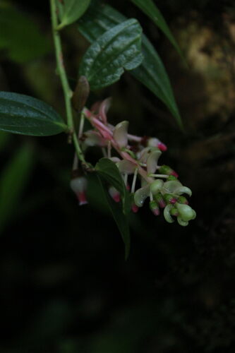 Cavendishia (alternate view 6)