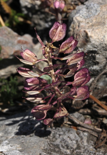 Iberis saxatilis (rock candytuft) (alternate view 5)