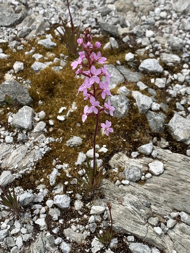 Stylidium graminifolium (Grass Triggerplant) (alternate view 5)