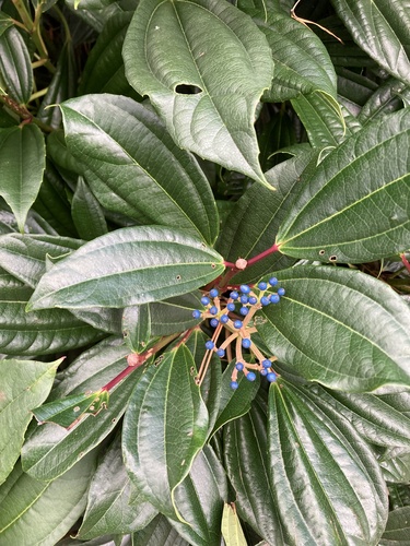 Viburnum davidii (David viburnum) (alternate view 2)