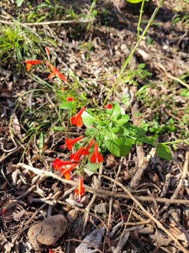 Salvia coccinea (Tropical sage) (alternate view 9)