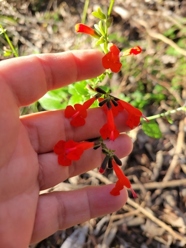 Salvia coccinea (Tropical sage) (alternate view 10)