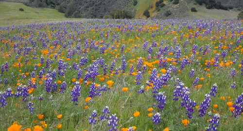 Lupinus nanus (Sky Lupine)
