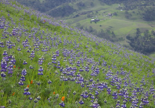 Lupinus nanus (Sky Lupine) (alternate view 2)