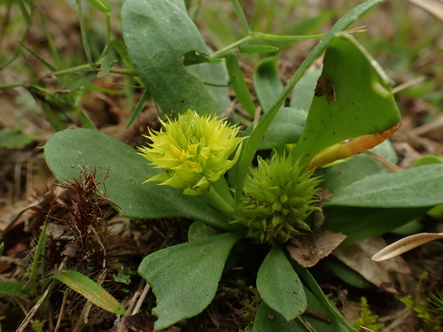 Senega nana (candyroot) (alternate view 4)