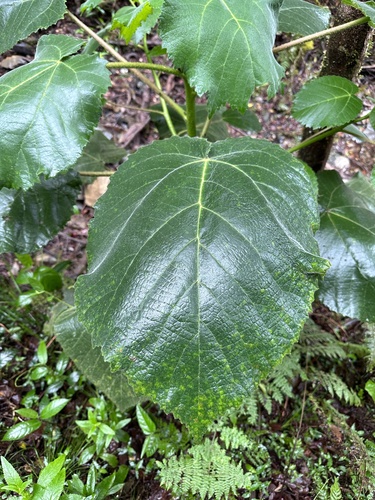 Dendrocnide excelsa (Giant Stinging Tree) (alternate view 5)