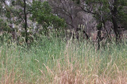 Phalaris aquatica (harding grass) (alternate view 3)