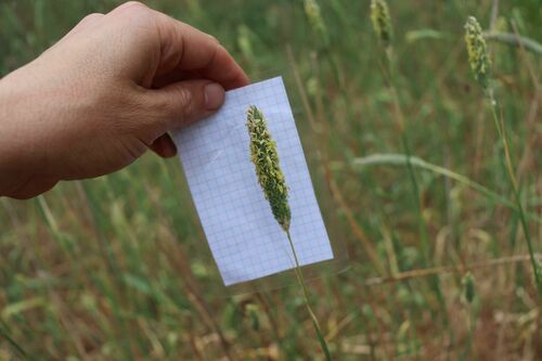 Phalaris aquatica (harding grass) (alternate view 4)