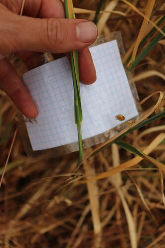 Phalaris aquatica (harding grass) (alternate view 5)
