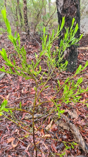 Eriostemon australasius (pink wax flower) (alternate view 5)