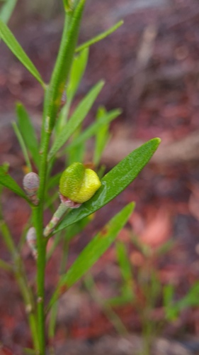 Eriostemon australasius (pink wax flower) (alternate view 4)