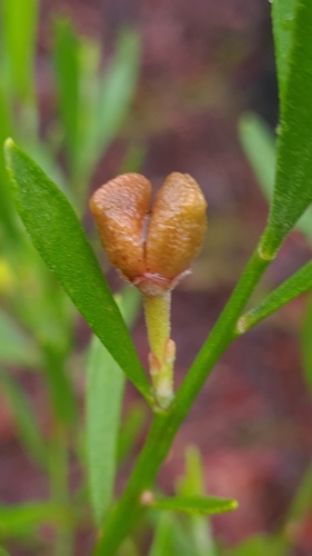 Eriostemon australasius (pink wax flower) (alternate view 3)