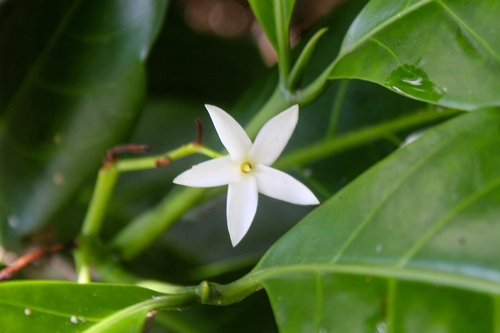 Atractocarpus fitzalanii (Brown Gardenia)