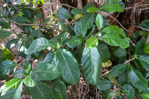 Atractocarpus fitzalanii (Brown Gardenia) (alternate view 2)