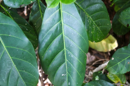 Atractocarpus fitzalanii (Brown Gardenia) (alternate view 3)