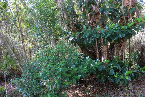 Atractocarpus fitzalanii (Brown Gardenia) (alternate view 4)