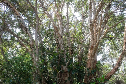 Atractocarpus fitzalanii (Brown Gardenia) (alternate view 5)