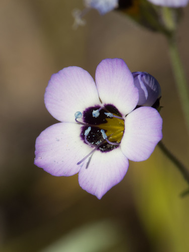 Gilia tricolor (bird's-eye gilia)