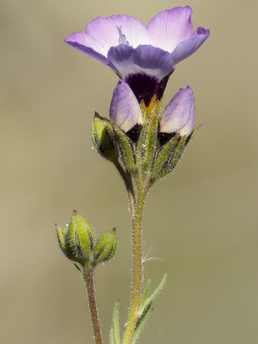Gilia tricolor (bird's-eye gilia) (alternate view 3)