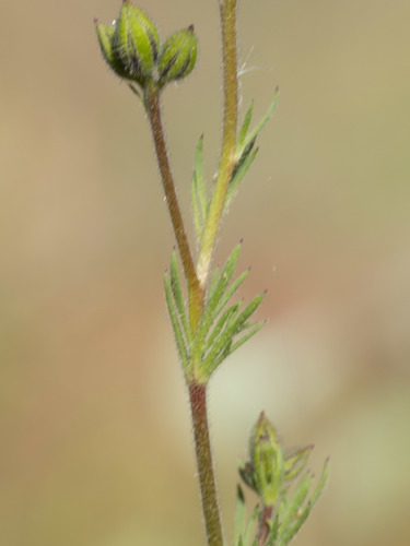 Gilia tricolor (bird's-eye gilia) (alternate view 4)