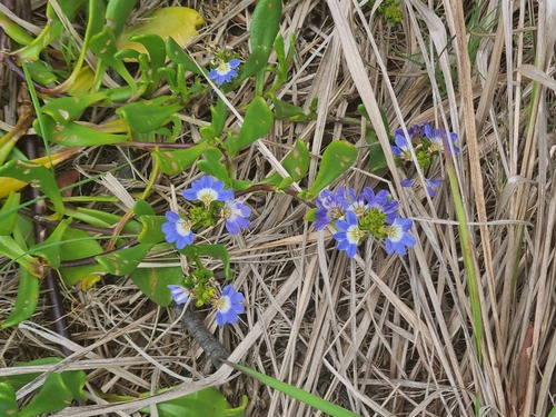 Scaevola calendulacea (dune fan-flower) (alternate view 4)
