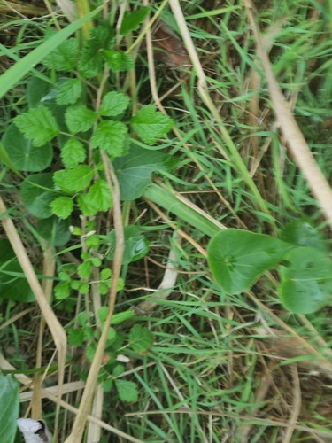 Rubus parvifolius (small-leaf bramble) (alternate view 10)