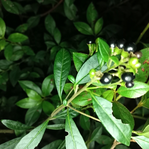 Cestrum (cestrums) (alternate view 8)