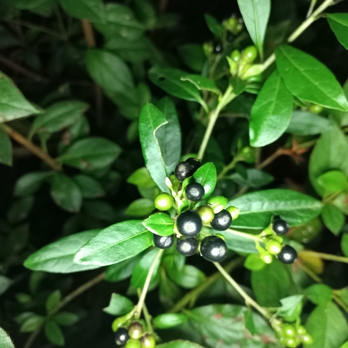 Cestrum (cestrums) (alternate view 9)