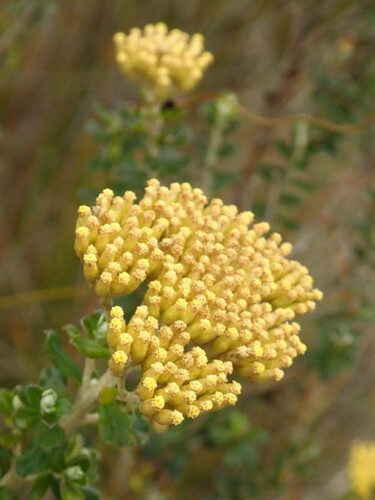 Ozothamnus obcordatus (Grey Everlasting) (alternate view 3)