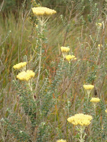 Ozothamnus obcordatus (Grey Everlasting) (alternate view 4)