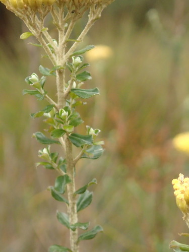 Ozothamnus obcordatus (Grey Everlasting) (alternate view 5)