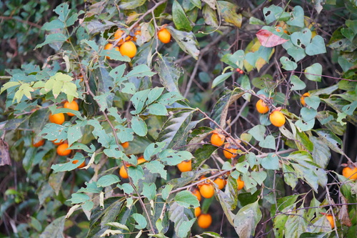 Diospyros kaki (Japanese Persimmon)