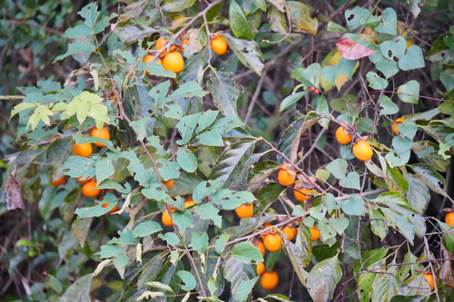 Diospyros kaki (Japanese Persimmon) (alternate view 2)