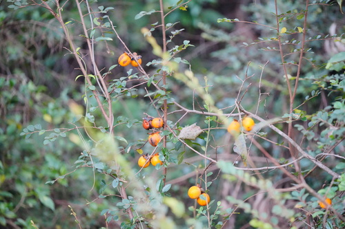 Diospyros kaki (Japanese Persimmon) (alternate view 3)