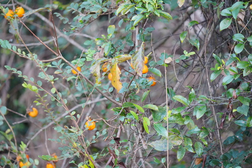 Diospyros kaki (Japanese Persimmon) (alternate view 4)
