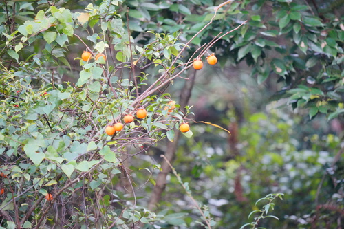Diospyros kaki (Japanese Persimmon) (alternate view 5)