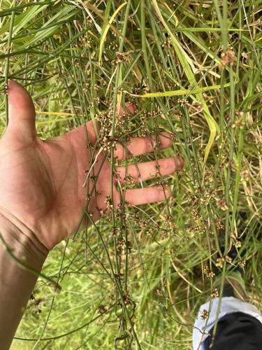 Duma florulenta (Tangled Lignum) (alternate view 5)