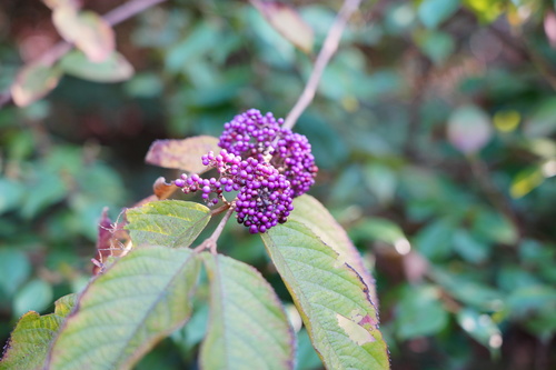 Callicarpa bodinieri (beautyberry)