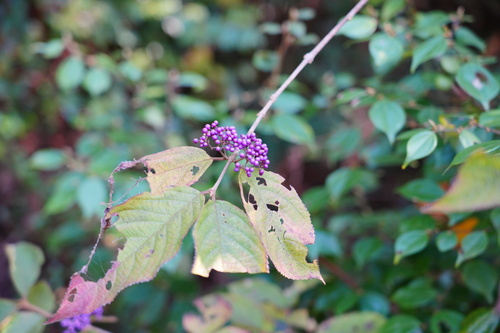 Callicarpa bodinieri (beautyberry) (alternate view 2)