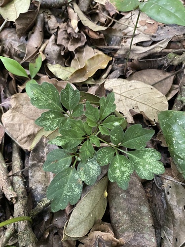 Mikania (hempvines)