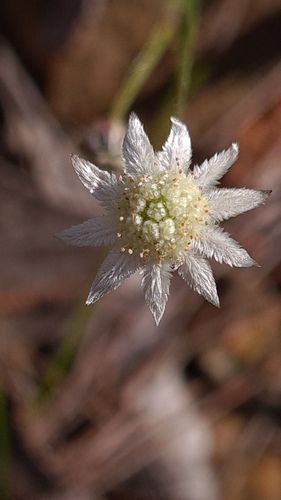 Actinotus minor (Lesser Flannel Flower)