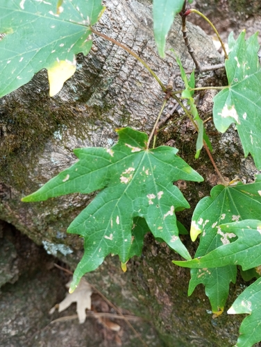 Acer grandidentatum (bigtooth maple)