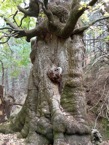 Acer grandidentatum (bigtooth maple) (alternate view 2)