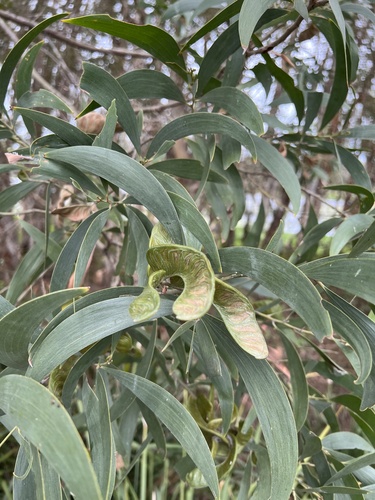 Acacia disparrima (Southern Salwood) (alternate view 4)