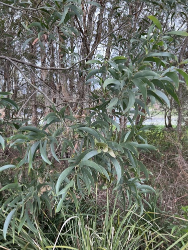 Acacia disparrima (Southern Salwood) (alternate view 5)