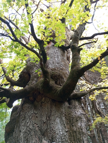 Acer grandidentatum (bigtooth maple) (alternate view 3)