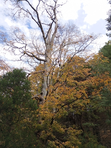 Acer grandidentatum (bigtooth maple) (alternate view 4)