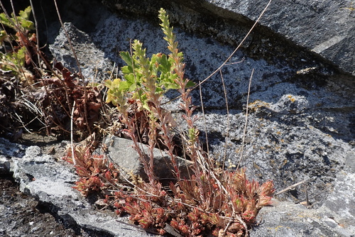 Sedum stenopetalum (Wormleaf Stonecrop)